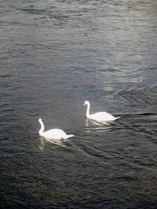 Swansforblog